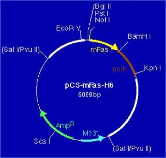 PCS-hFas, un vecteur de transfert baculoviral pour l'obtention de versions solubles du récepteur Fas humain.