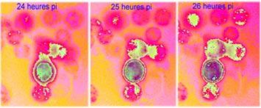 Déclenchement à la phase tardive du cycle viral