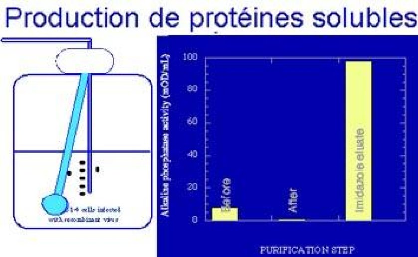 Amplification et contrôle des protéines recombinantes