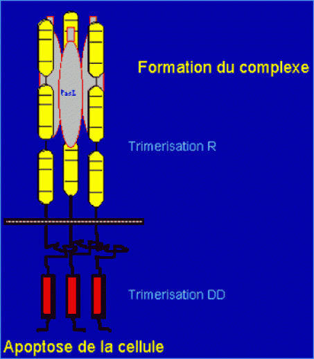 Le complexe récepteur-ligand donne le signal de l'apoptose