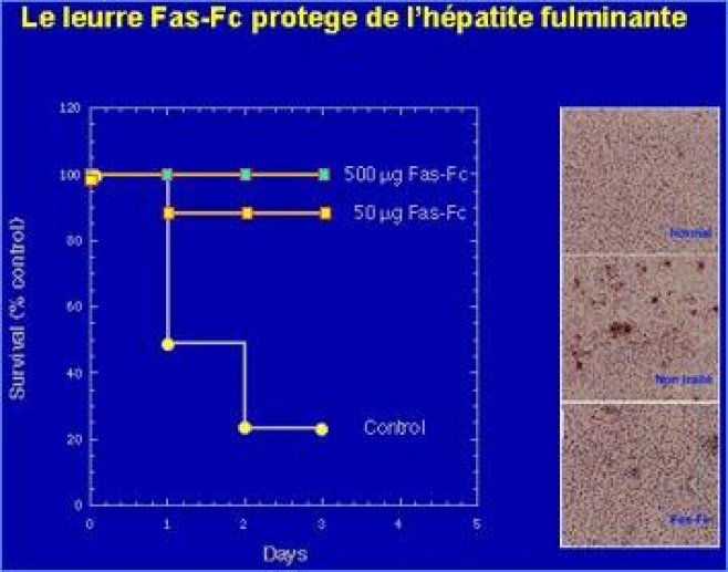 Protection de l'hépatite fulminante par injection de Fas soluble.