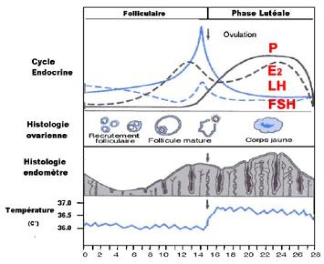 Cycle hormonal et histologie de l'appareil génital chez la femme.