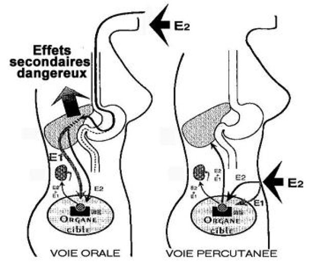 Voies d'administration des oestrogènes.