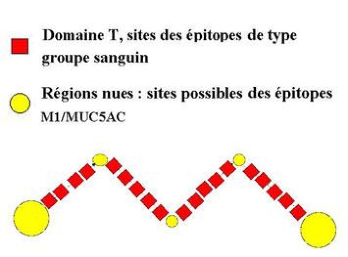 Les mucines de la conjonctive