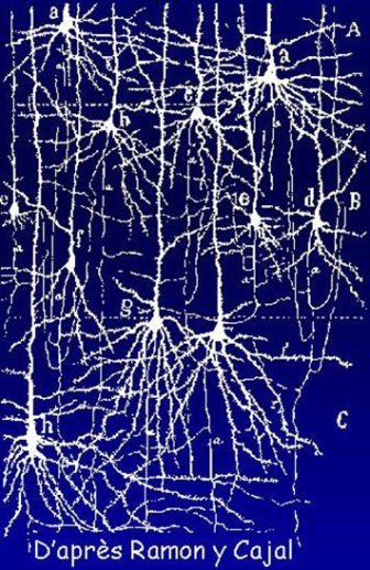 Fig 2 Les constituants neuronaux du néocortex