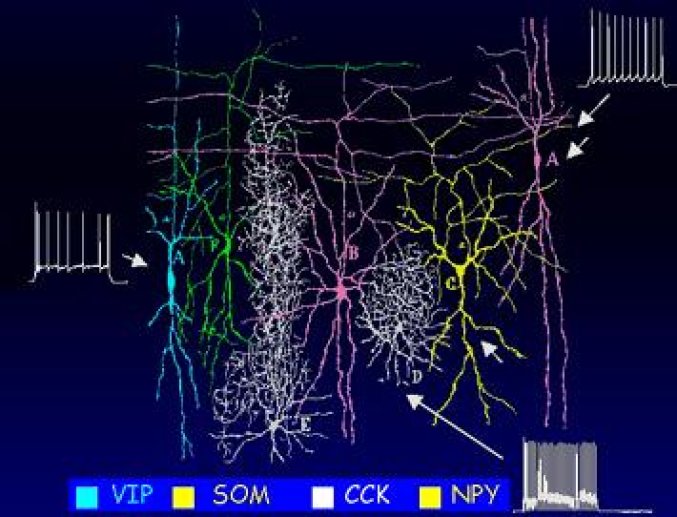 Fig 3  Interneurone d'après Ramon Y. Cajal