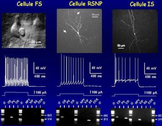 Fig 6 Trois classes d'interneurones