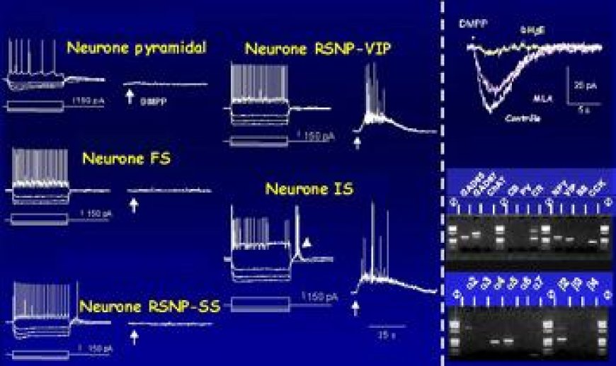 Fig 7 L'excitation nicotinique est sélective des neurones VIP/CCK