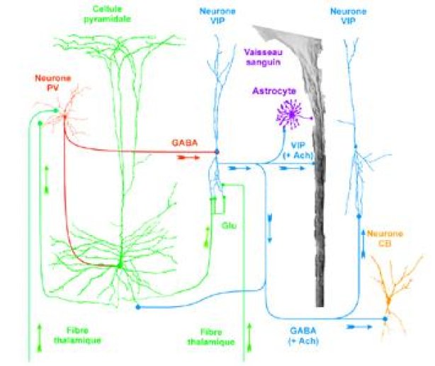  Fig 9 Les neurones VIP/CCK dans le néocortex I