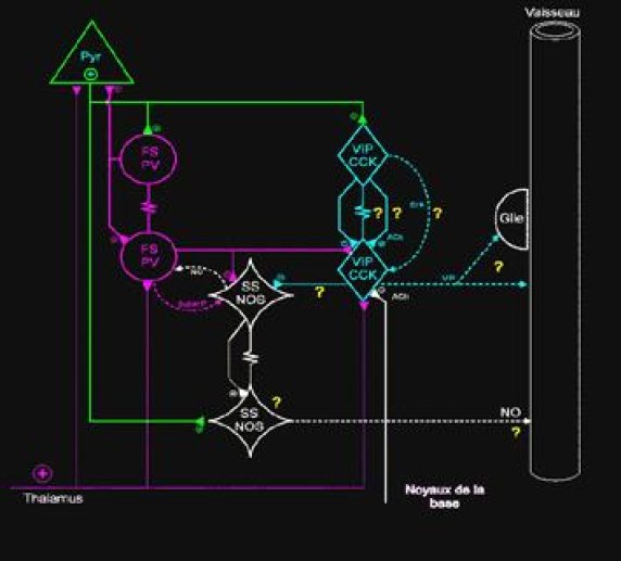 Fig 11 Les neurones VIP/CCK dans le néocortex II