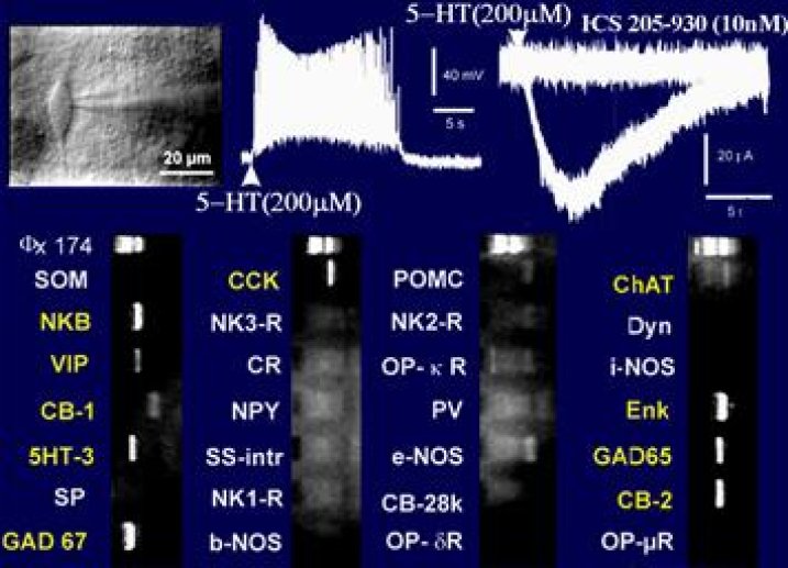 Fig 12 Excitation sélective des neurones VIP/CCK via les récepteurs 5HT