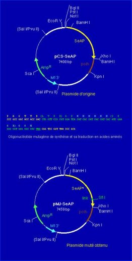 Un vecteur pour la production de protéines fusion avec l'enzyme Phosphatase alcaline humaine d'origine placentaire.