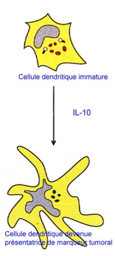 Utilisation des cellules dendritiques dans l'immunothérapie des cancers