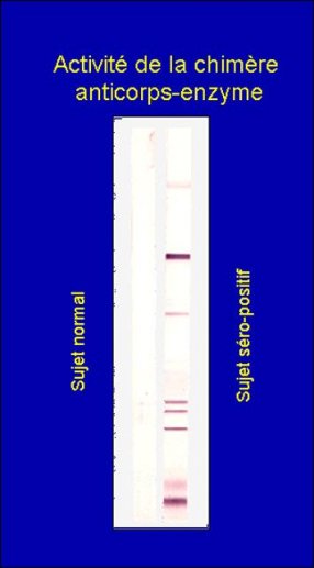 Activité de la chimère anticorps-enzymz