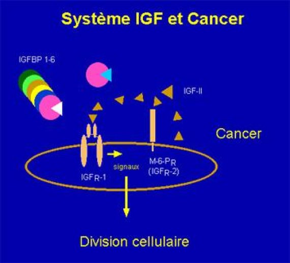 IGF et cancer
