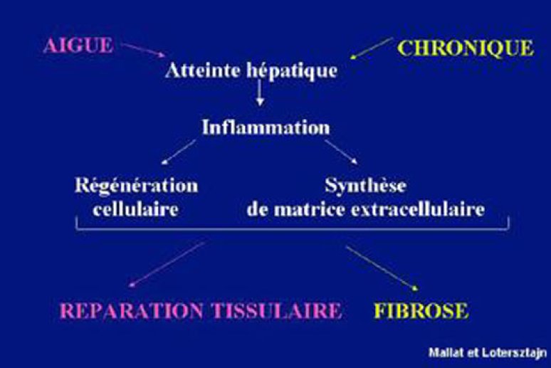 Fig 3 Cicatrisation et fibrogénèse