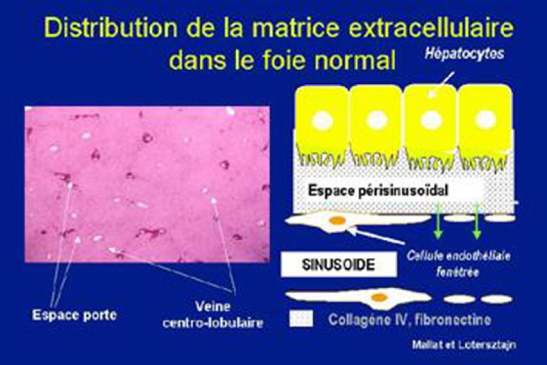 Fig 4 La matrice extracellulaire du foie normal