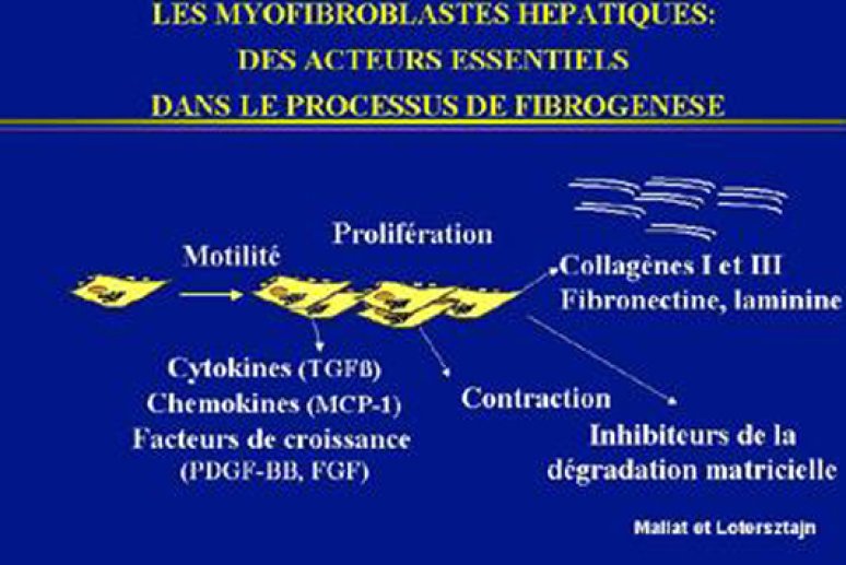 Fig 7 Propriétés fibrogéniques des myofibroblastes