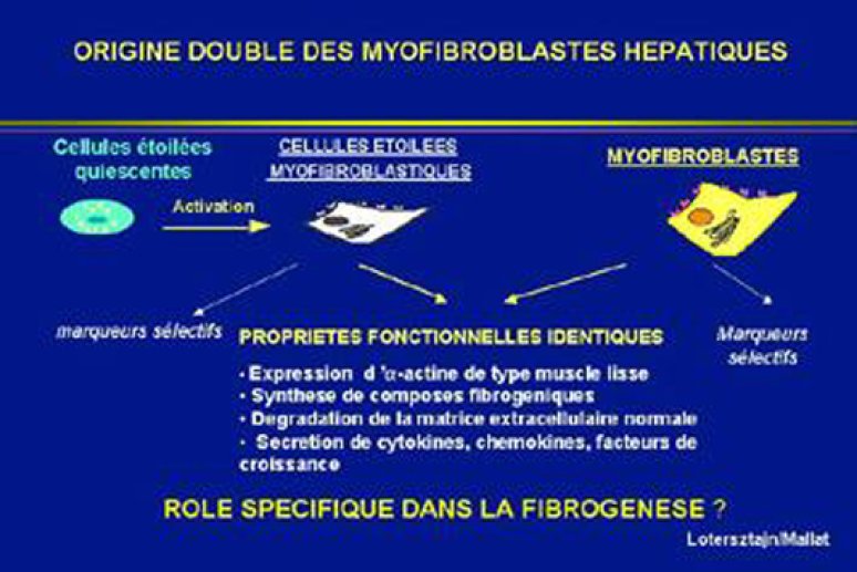 Fig 8 Origine des myofibroblastes