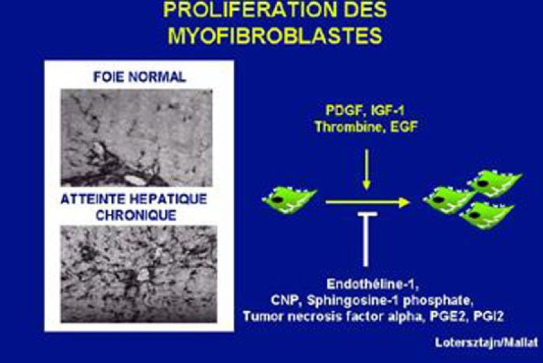 Fig 10 Effet des facteurs mitogéniques