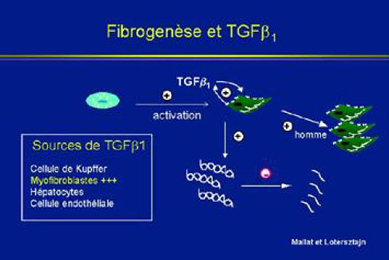 Fig 12 Rôle du TGF-bêta-1