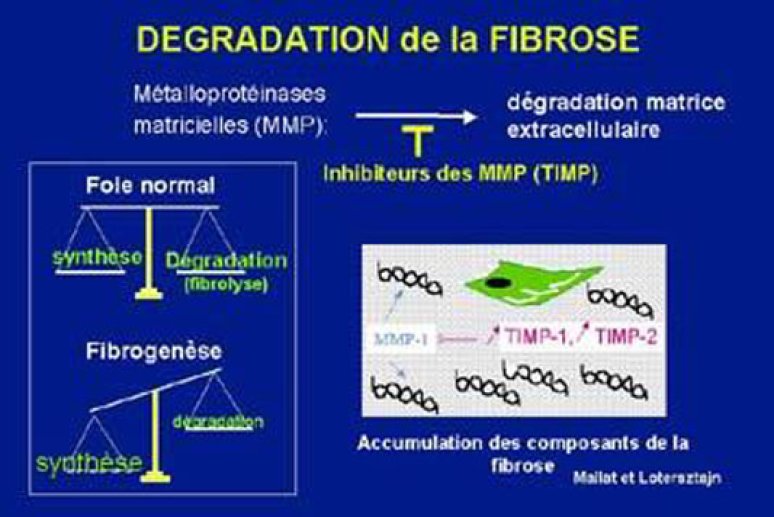 Fig 13 Dégradation de la fibrose
