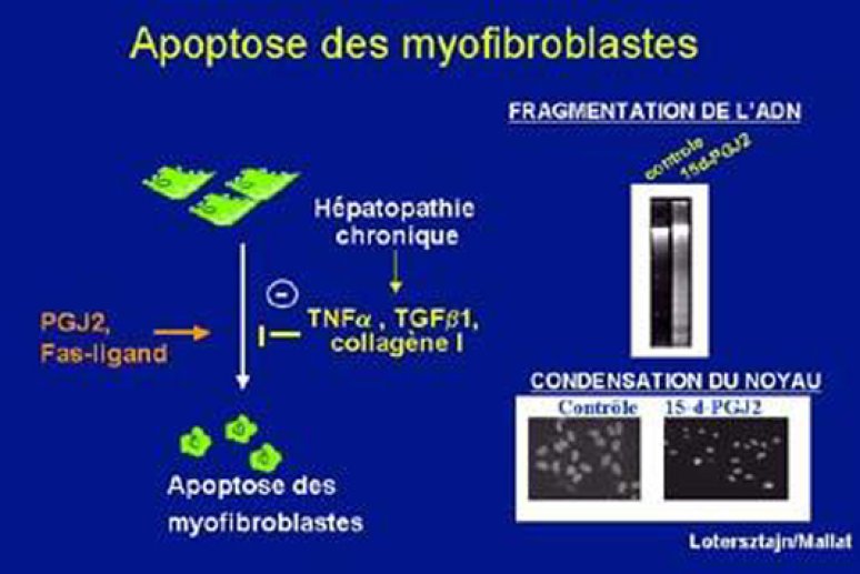 Fig 15 Facteurs qui influent sur l'apoptose