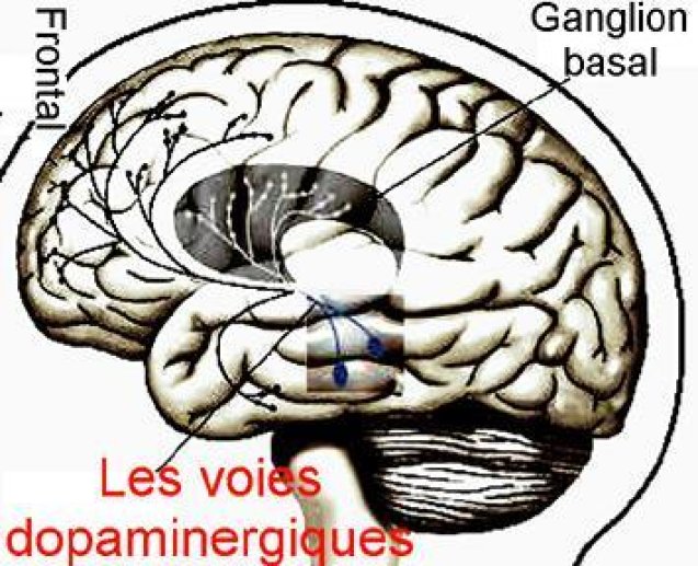 Fig 2 PHYSIOLOGIE