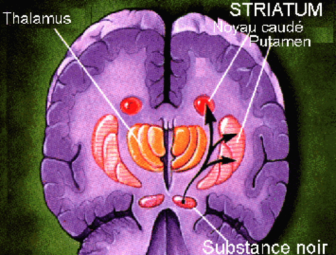 Fig 3 Voies dopaminergiques et structures du ganglion basal, coupe frontale.