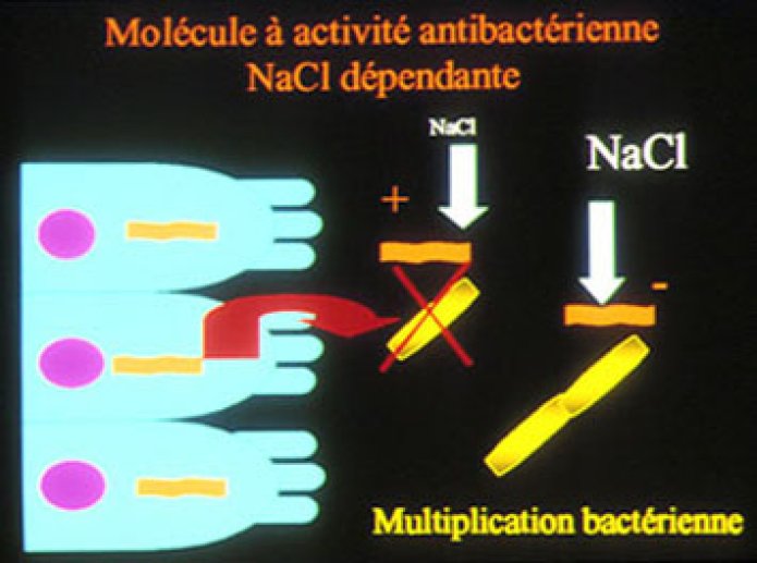 Multiplication bactérienne