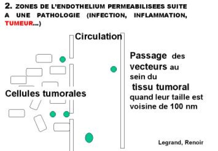 Devenir des vecteurs administrés par voie IV au niveau vasculaire