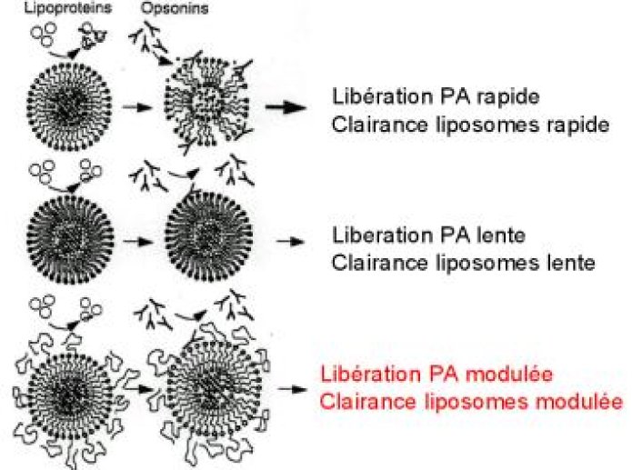 Description des systèmes liposomiaux et des mécanismes de libération du principe actif en fonction de la composition de leur surface.