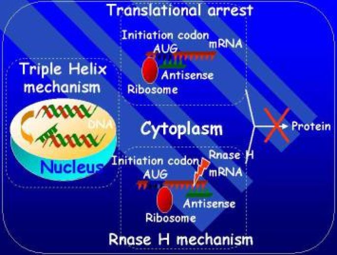 Les oligonucléotides antisens