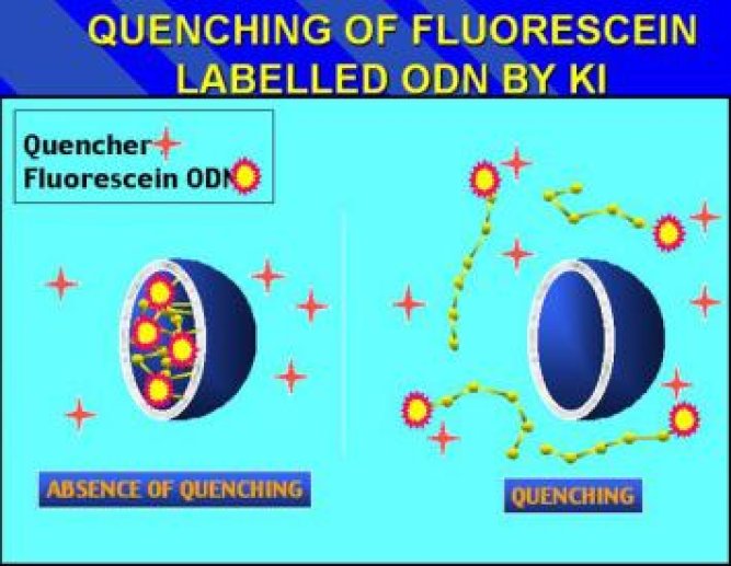 Principe de l'extinction de fluorescence d'oligonucléotides encapsulés.