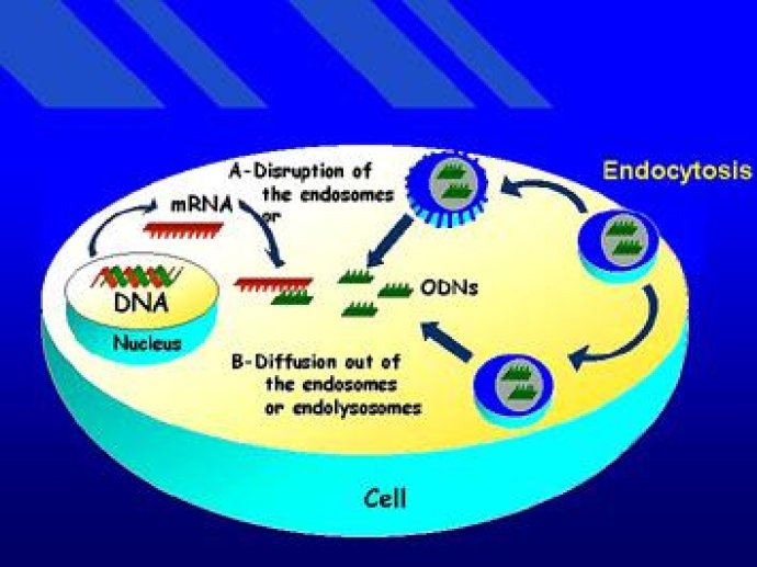 Endocytose de l'antisens?