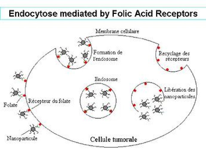 Pénétration intracellulaire d'oligonucléotides antisens (ODNs): nécessité d'un ciblage cytoplasmique.