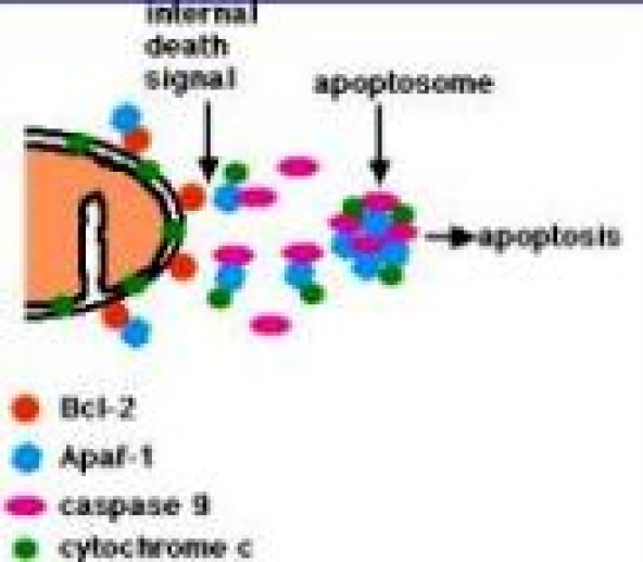 MECANISMES DE L'APOPTOSE