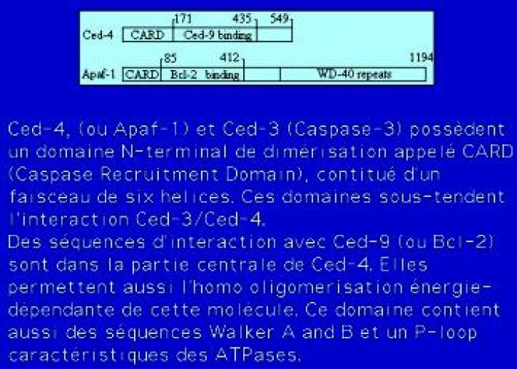  Le système Ced-9/Bcl-2, la contra régulation