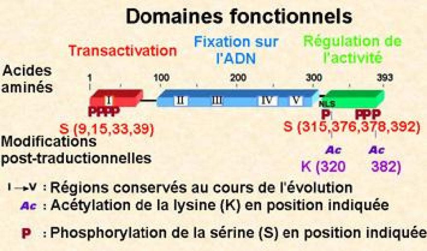 Structure de la protéine p53