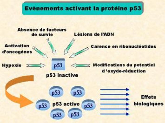  P53, gardien du génome