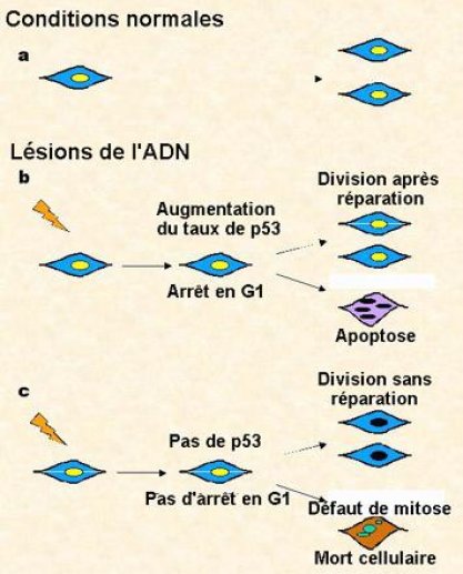 Schéma du rôle de la protéine p53