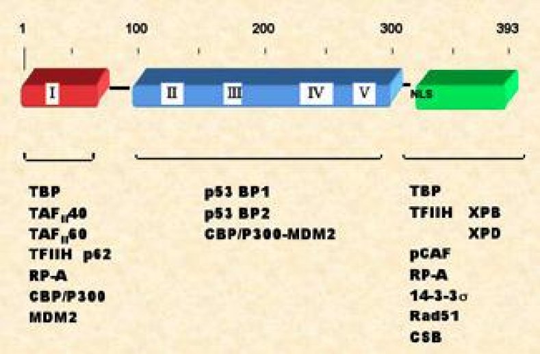Association de la p53 à des protéines cellulaires