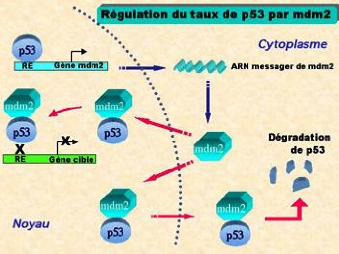 association à mdm2