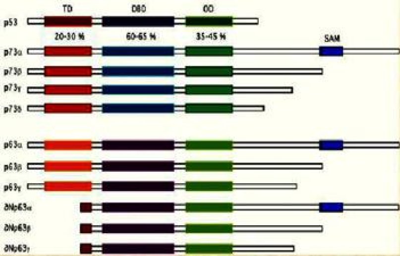 Fonctions des isoformes