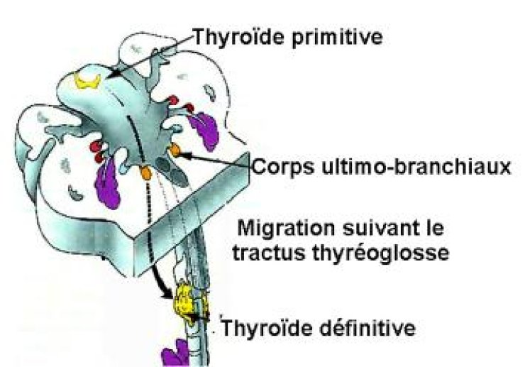 Schéma du développement de la glande thyroïde chez l'humain