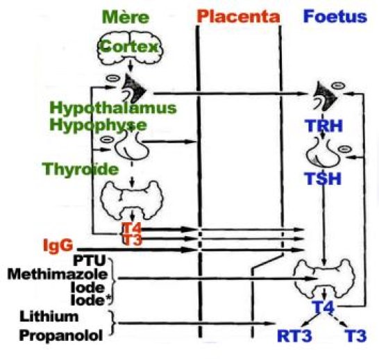 Les échanges qui existent entre la mère et le foetus au travers du placenta pour les molécules qui peuvent influencer la fonction thyroïdienne du foetus.
