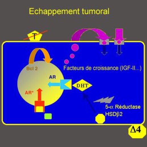 Les mécanismes par lesquels le cancer de la prostate échappe à la suppression androgénique (indiquée par le T barré).