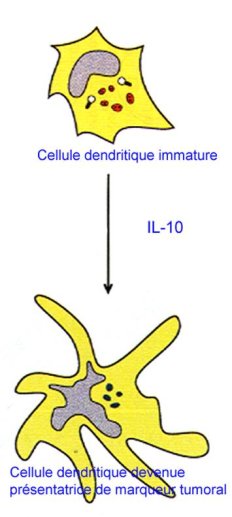 Les cellules dendritiques sont des présentatrices professionnelles d'antigène.