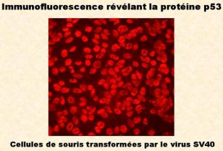 Détection de la protéine p53 dans des cellules de souris transformées par le virus SV40.