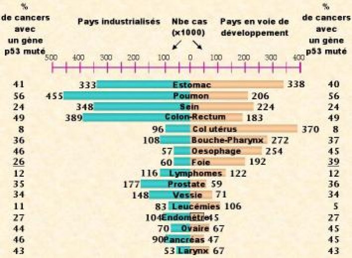 Les réarrangements du gène p53